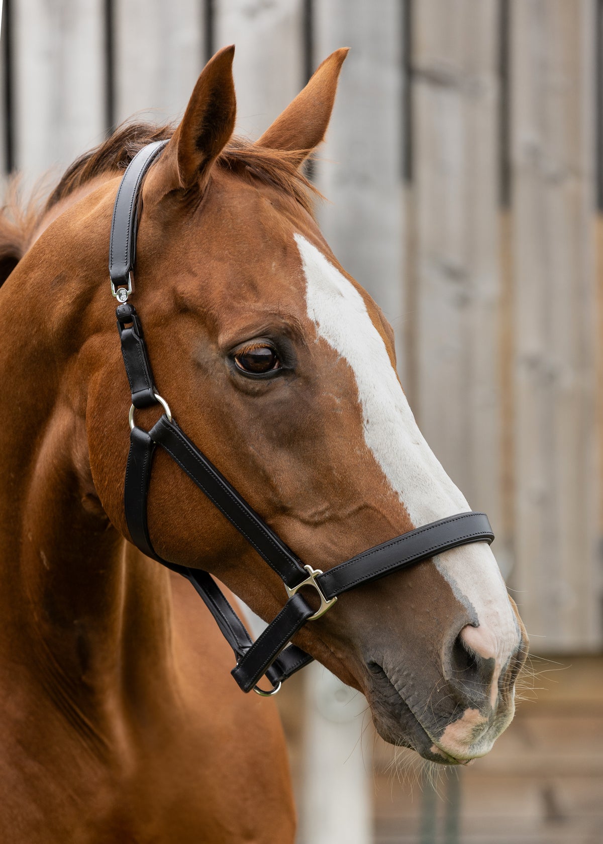 FRV Headcollar