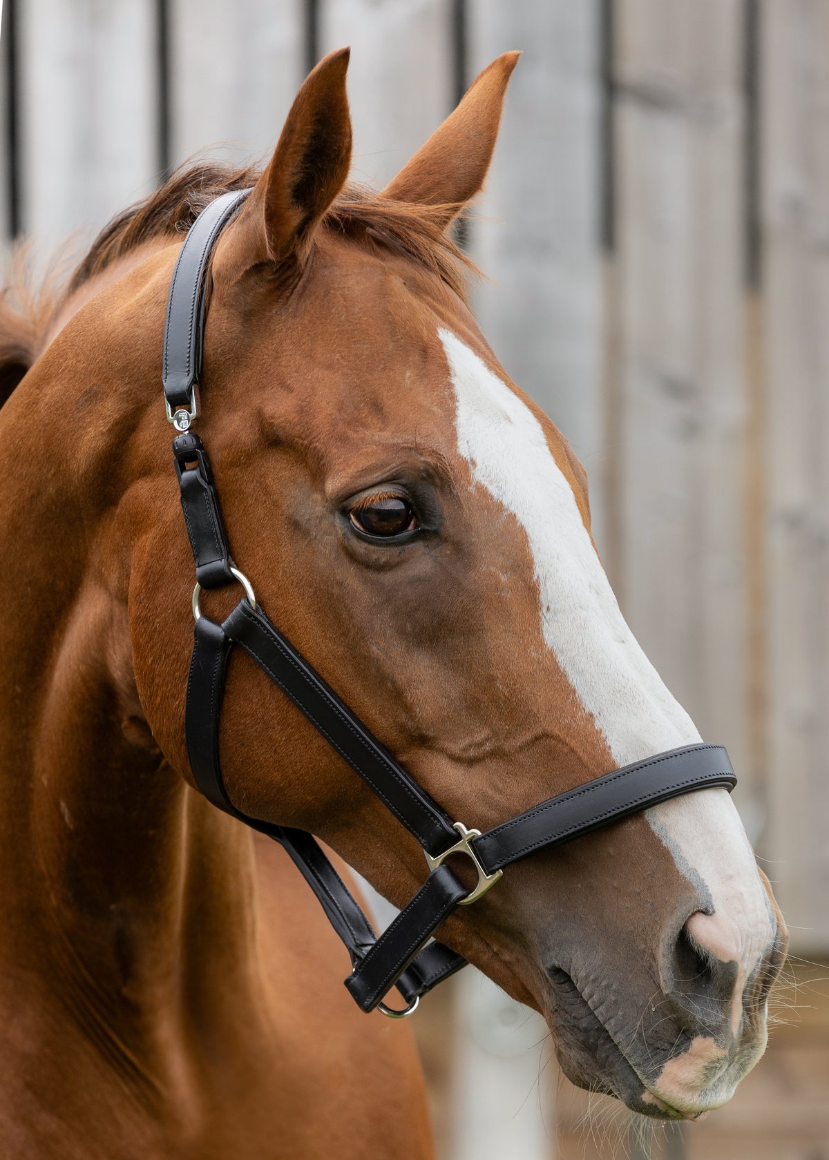 FRV Headcollar